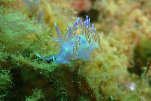 flabelina | CASA DEL PALO - Huelva Lepe España foto 1