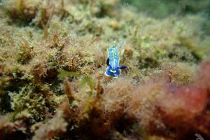 nudibranquio | CASA DEL PALO - Huelva Lepe España foto 10