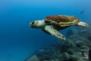 Bautizo de buceo en Los Cristianos, Tenerife. 80 €