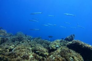 Nautilus Diving Fornells Foto 7