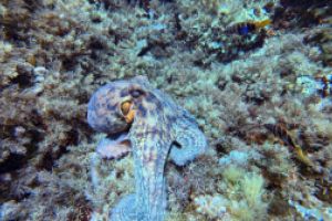 Nautilus Diving Fornells Foto 6