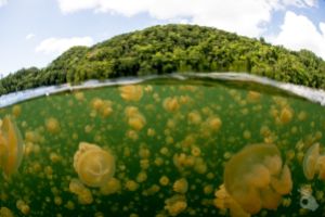 JELLYFISH LAKE -  Koror Palau foto 1