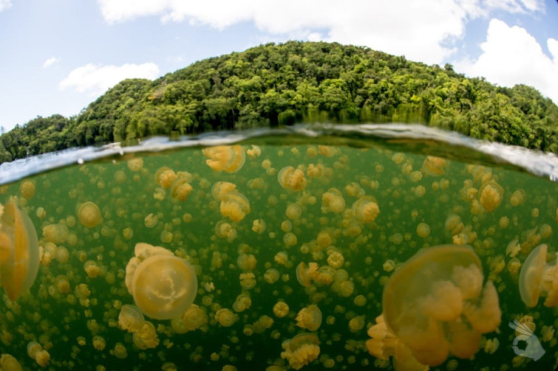 JELLYFISH LAKE -  Koror Palau