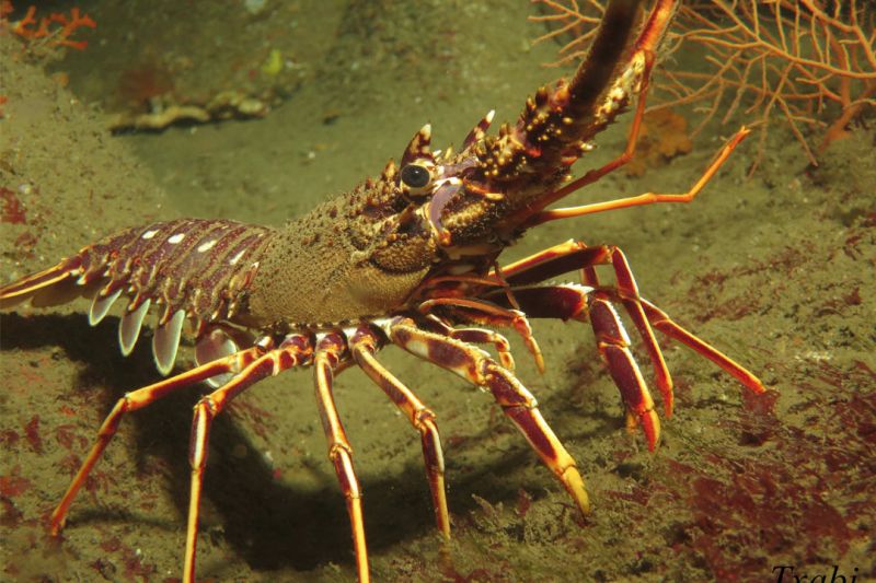 CANTÁBRICO - BERMEO - ARRIBOLAS - Bizkaia Bermeo Spain
