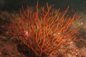 CANTÁBRICO - BERMEO - ARRIBOLAS - Bizkaia Bermeo Spain foto 9