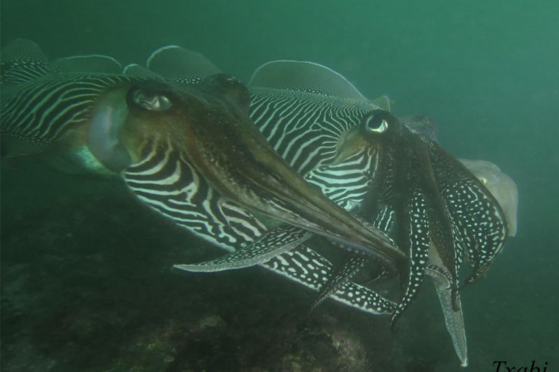 CANTÁBRICO, ELANTXOBE - Bizkaia Elanchove Spain