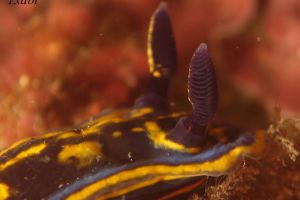 CANTÁBRICO, ELANTXOBE - Bizkaia Elanchove España foto 2