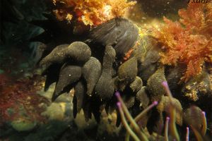 CANTÁBRICO, ELANTXOBE - Bizkaia Elanchove España foto 10