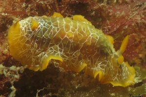 CANTÁBRICO, ELANTXOBE - Bizkaia Elanchove España foto 4