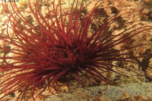 CANTÁBRICO, ELANTXOBE - Bizkaia Elanchove España foto 5