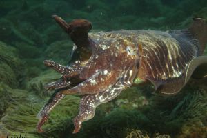 CANTÁBRICO, ELANTXOBE - Bizkaia Elanchove España foto 1