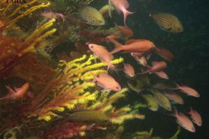 CANTÁBRICO, ELANTXOBE - Bizkaia Elanchove España foto 6