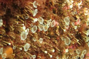 CANTÁBRICO, ELANTXOBE - Bizkaia Elanchove España foto 7