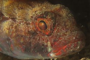 CANTÁBRICO, ELANTXOBE - Bizkaia Elanchove España foto 8