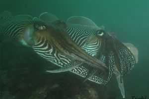 CANTÁBRICO, ELANTXOBE - Bizkaia Elanchove España foto 9