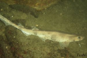 CANTÁBRICO - BERMEO - ARRIBOLAS - Bizkaia Bermeo España