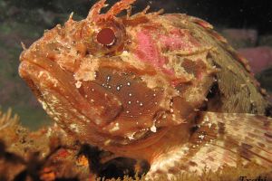 CANTÁBRICO - BERMEO - ARRIBOLAS - Bizkaia Bermeo Spain foto 1