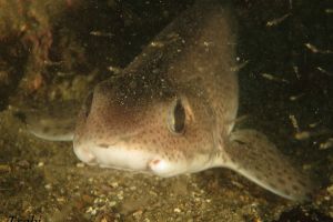 CANTÁBRICO - BERMEO - ARRIBOLAS - Bizkaia Bermeo Spain foto 6