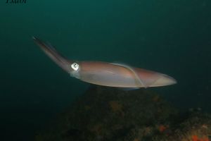 CANTÁBRICO - BERMEO - ARRIBOLAS - Bizkaia Bermeo Spain foto 1