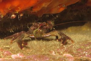 CANTÁBRICO - BERMEO - ARRIBOLAS - Bizkaia Bermeo Spain foto 6