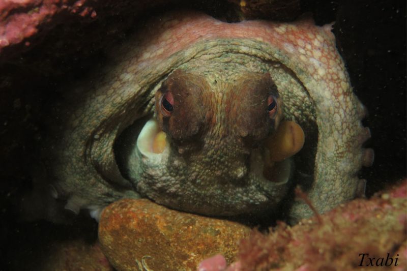 CANTÁBRICO, ELANTXOBE - Bizkaia Elantxobe España