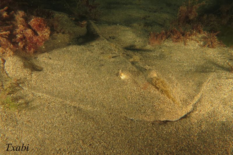 CANTABRICO, CASTRO URDIALES, OSTENDE - Cantabria Castro Urdiales España