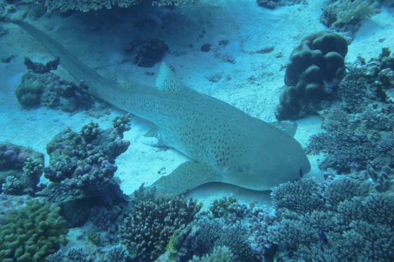VAADHOO CORNER - GAAF DHAALU ATOLL - MALDIVAS -  Vaadhoo Maldives
