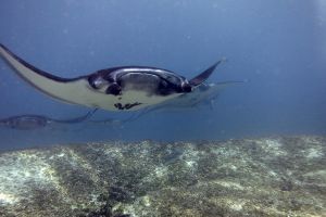 SIABA BESAR - PARQUE NACIONAL DE ISLA KOMODO - Papua Komodo Indonesia foto 11