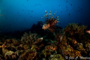 SIABA BESAR - PARQUE NACIONAL DE ISLA KOMODO - Papua Komodo Indonesia foto 12