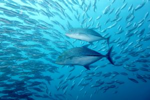 SIABA BESAR - PARQUE NACIONAL DE ISLA KOMODO - Papua Komodo Indonesia foto 14
