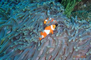SIABA BESAR - PARQUE NACIONAL DE ISLA KOMODO - Papua Komodo Indonesia foto 3