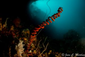 SIABA BESAR - PARQUE NACIONAL DE ISLA KOMODO - Papua Komodo Indonesia foto 4