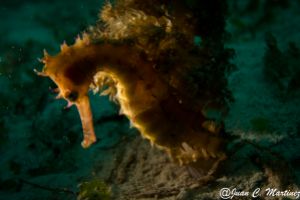 SIABA BESAR - PARQUE NACIONAL DE ISLA KOMODO - Papua Komodo Indonesia foto 5