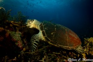 SIABA BESAR - PARQUE NACIONAL DE ISLA KOMODO - Papua Komodo Indonesia foto 6