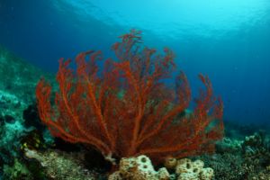 SIABA BESAR - PARQUE NACIONAL DE ISLA KOMODO - Papua Komodo Indonesia foto 7