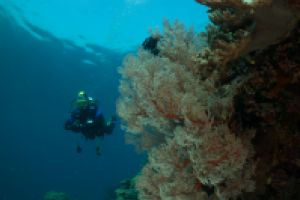 SIABA BESAR - PARQUE NACIONAL DE ISLA KOMODO - Papua Komodo Indonesia foto 9