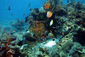 TATAWA BESAR - PARQUE NACIONAL DE ISLA KOMODO - North Sumatra Komodo Indonesia foto 1
