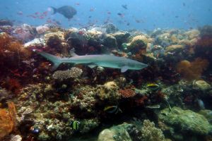 TATAWA BESAR - PARQUE NACIONAL DE ISLA KOMODO - North Sumatra Komodo Indonesia foto 18