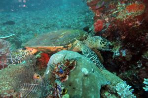 TATAWA BESAR - PARQUE NACIONAL DE ISLA KOMODO - North Sumatra Komodo Indonesia foto 19