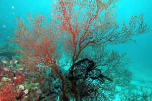TATAWA BESAR - PARQUE NACIONAL DE ISLA KOMODO - North Sumatra Komodo Indonesia foto 23