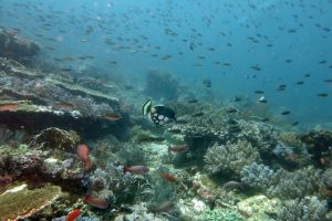 TATAWA BESAR - PARQUE NACIONAL DE ISLA KOMODO - North Sumatra Komodo Indonesia foto 5