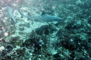 TATAWA BESAR - PARQUE NACIONAL DE ISLA KOMODO - North Sumatra Komodo Indonesia foto 6