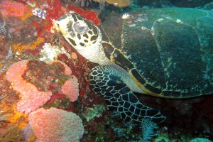 TATAWA BESAR - PARQUE NACIONAL DE ISLA KOMODO - North Sumatra Komodo Indonesia foto 8