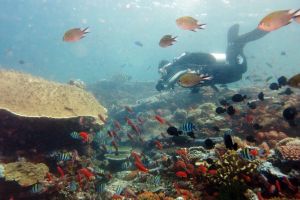 TATAWA BESAR - PARQUE NACIONAL DE ISLA KOMODO - North Sumatra Komodo Indonesia foto 9