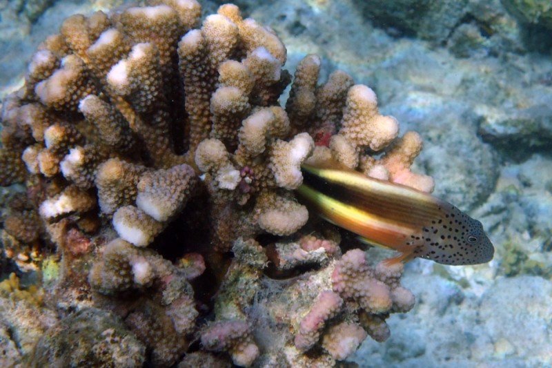 BODUGA - RASDHOO ATOLL - MALDIVAS -  Isla Kuramathi Maldives