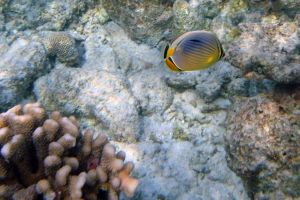 VELIGANDU EAST - RASDHOO ATOLL - MALDIVAS -  Isla Kuramathi Maldivas foto 2