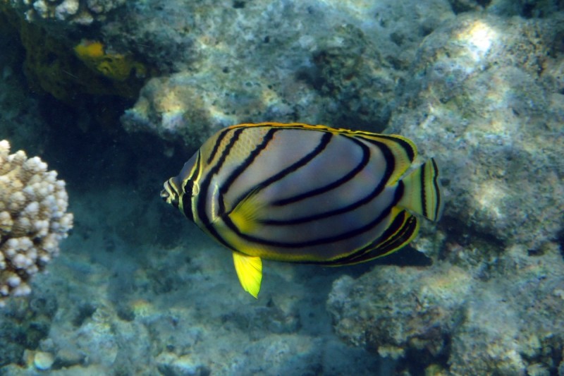 VELIGANDU EAST - RASDHOO ATOLL - MALDIVAS -  Isla Kuramathi Maldives