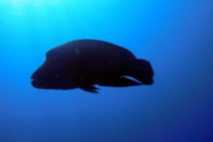 FISH HEAD - NORTH ARI ATOLL - MALDIVAS -  Isla Kuramathi Maldivas