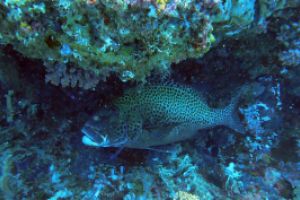 FISH HEAD - NORTH ARI ATOLL - MALDIVAS -  Isla Kuramathi Maldives foto 4