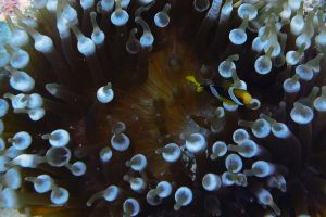 MAAYA THILA - NORTH ARI ATOLL - MALDIVAS -  Isla Kuramathi Maldives foto 9